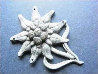 De qui cette si noble fleur argentée fut-elle l'emblème cousu sur des uniformes dès 1935 ?