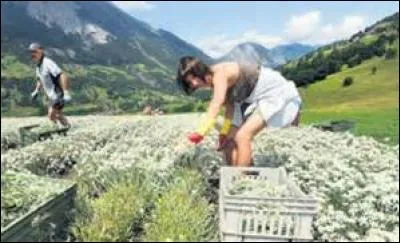 Oublions un instant la triste réalité historique. 
Quelles seraient les propriétés médicinales de l'edelweiss ?