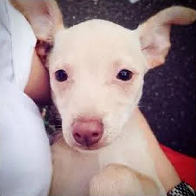 Comment cette chienne s'appelle-t-elle ?