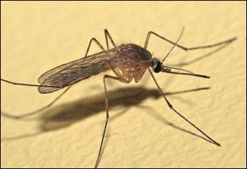 Parmi les maladies suivantes, laquelle n'est pas transmise par les moustiques ?
