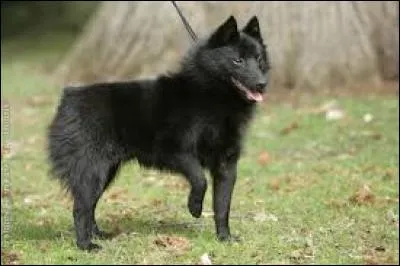 Quelle est cette race ?