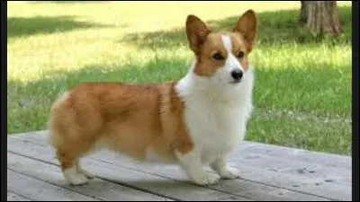 Quelle est cette race ?