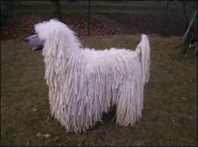 Quelle est cette race ?