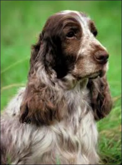 Quelle est cette race ?