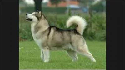 Quelle est cette race ?