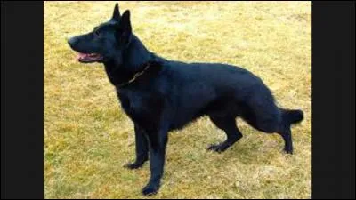 Quelle est cette race ?