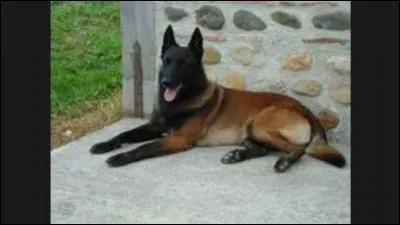 Quelle est cette race ?