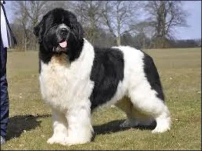 Quelle est cette race ?