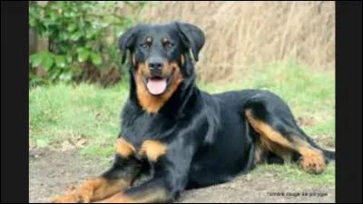 Quelle est cette race ?