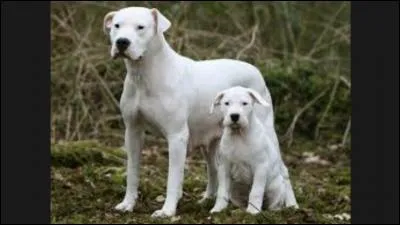 Quelle est cette race ?