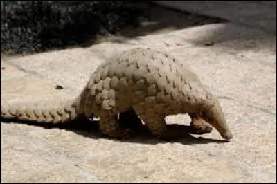 Quel est le nom de cet animal ?