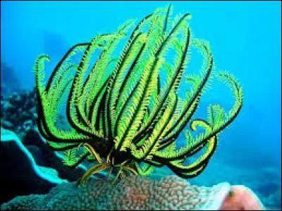 Les comatules sont capables de se déplacer.