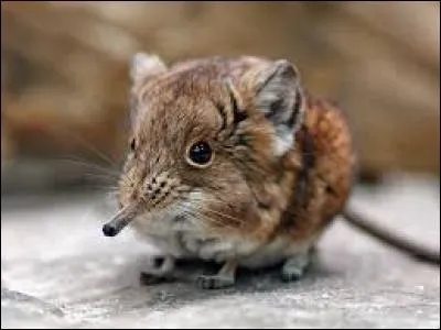 Comment les macroscélididés se déplacent-ils ?