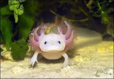 Comment s'appelle cet étonnant animal ?