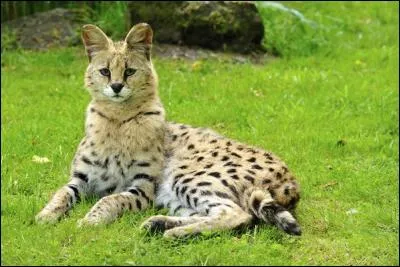 Trouvez le nom du félin présenté sur la photo.