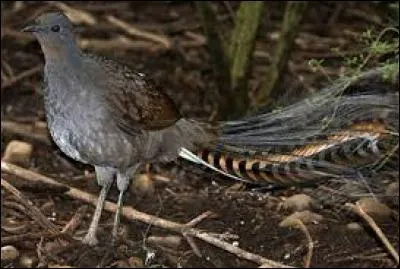 Quel surnom donne-t-on à cet oiseau appelé "ménure" ?