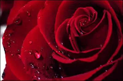 Lors de la Saint-Valentin, quelle fleur est-il conseillé d'offrir à l'être aimé ?