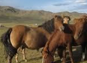 Quiz Races de chevaux : le cheval mongol