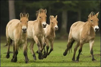 Quelle autre race de chevaux vit exclusivement en Mongolie ou en captivité ?