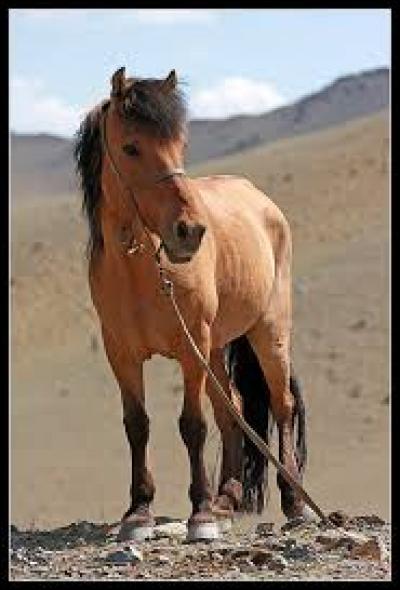 Le cheval mongol est...
