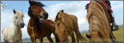 Quelles sont les robes observées chez cette race ?