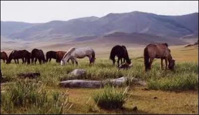 Le cheval mongol est très...
