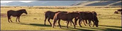 Combien y a-t-il de types de chevaux mongols ?