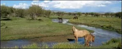 Quelles sont les caractéristiques du cheval mongol des forêts ?