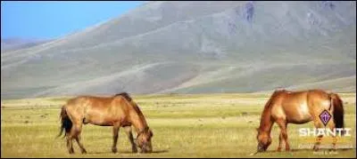Le cheval mongol des steppes est plus ________ mais mieux conformé pour_____________.