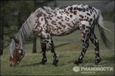 A quelle race de poney sibérien ressemble le cheval mongol des montagnes ?