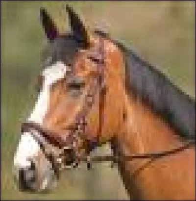 Comment cela s'appelle-t-il ?