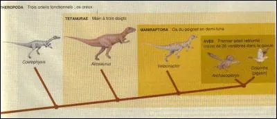 Quels sont donc ces dinosaures qui vivaient juste à côté des tyrannosaures et qui faisaient ainsi leur drague ?