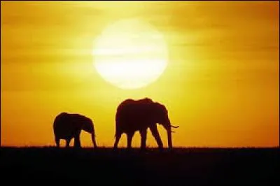 Comment appelle-t-on ce type d'éclairage ?