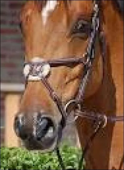 Comment s'appelle cette muserolle ?