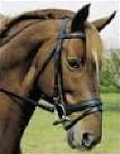 Comment s'appelle cette muserolle ?