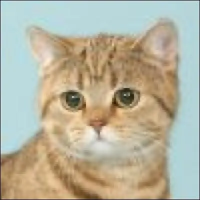 A quelle race appartient ce chat ?