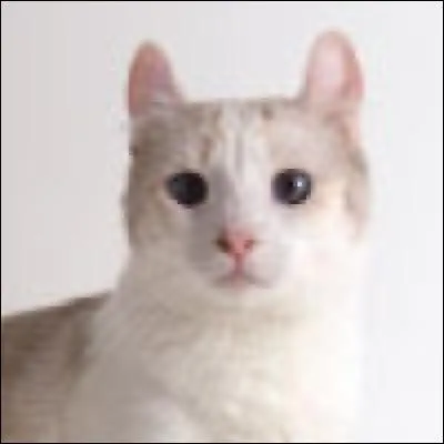 A quelle race appartient ce chat ?