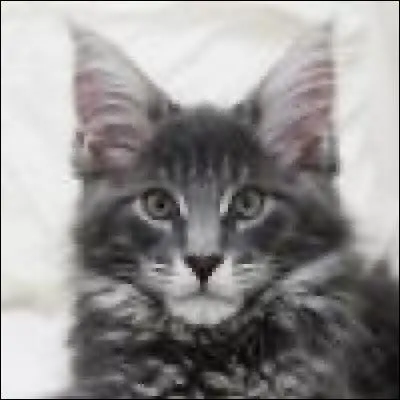 A quelle race appartient ce chat ?