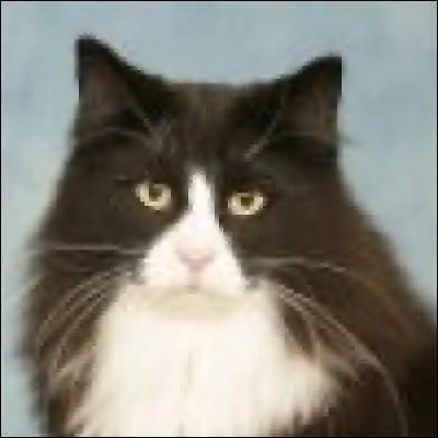 A quelle race appartient ce chat ?