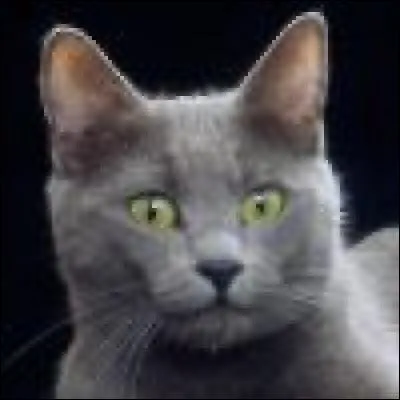 A quelle race appartient ce chat ?