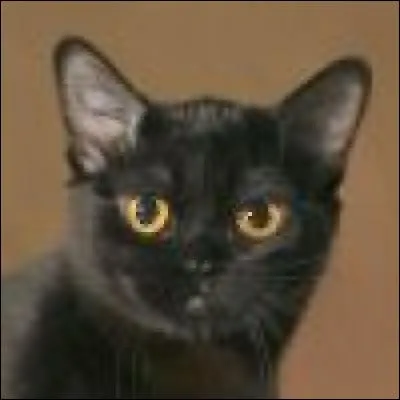 A quelle race appartient ce chat ?