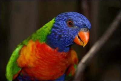 Trouvez de quel oiseau il s'agit.