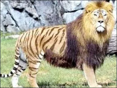 Quel est cet animal hybride ?