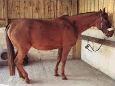 Pourquoi ne faut-il jamais rester derrière un poney ?