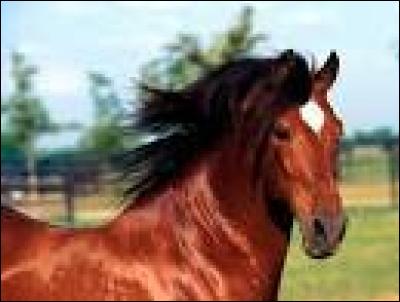Quelles sont les trois principales parties extérieures du cheval ?