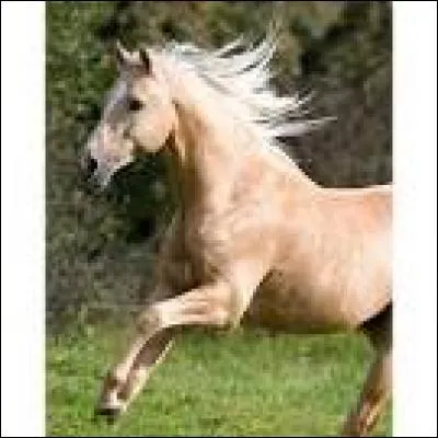 Quelles sont les familles de robes de base ?