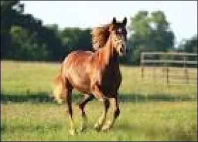 Le cheval est :