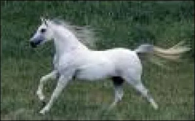 Quand j'approche un cheval :