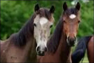 Quelle est l'utilité d'une couverture ?