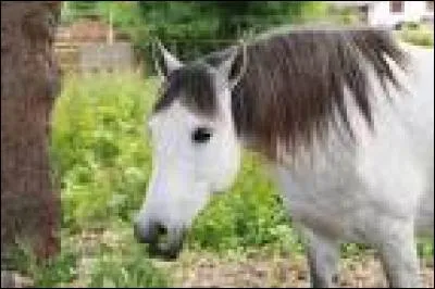En moyenne, combien un cheval boit-il de litres d'eau par jour ?